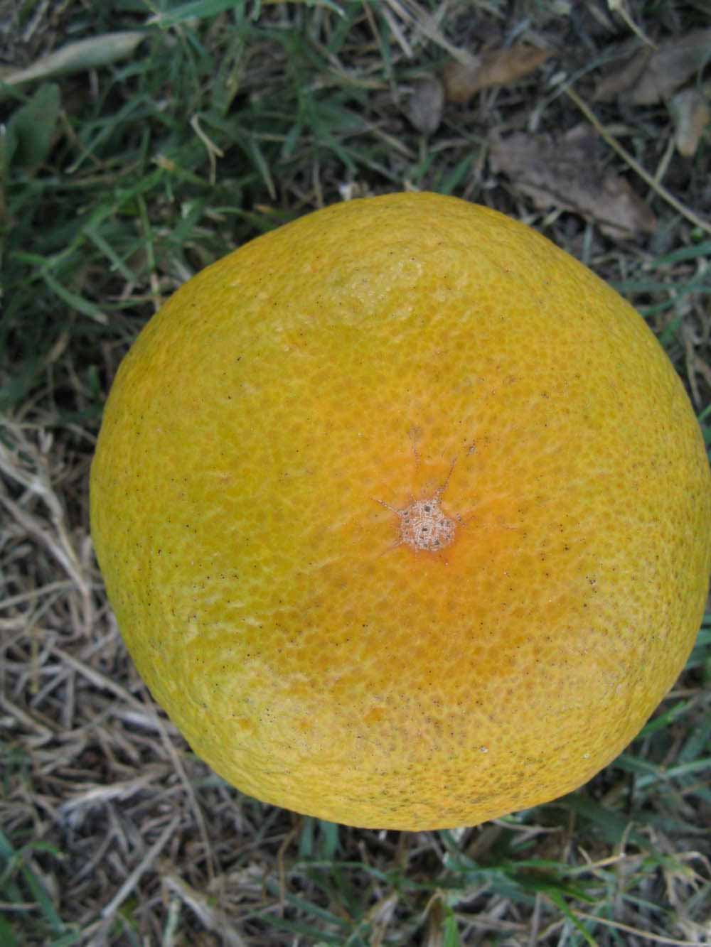              Fruit (Winter Haven, FL)       